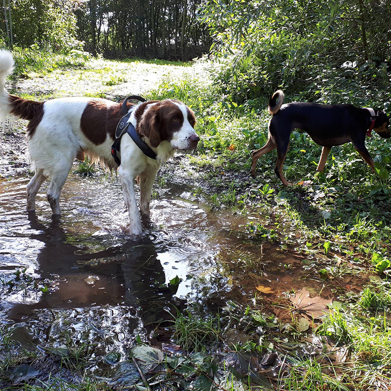 Kwispel en go Groepswandeling